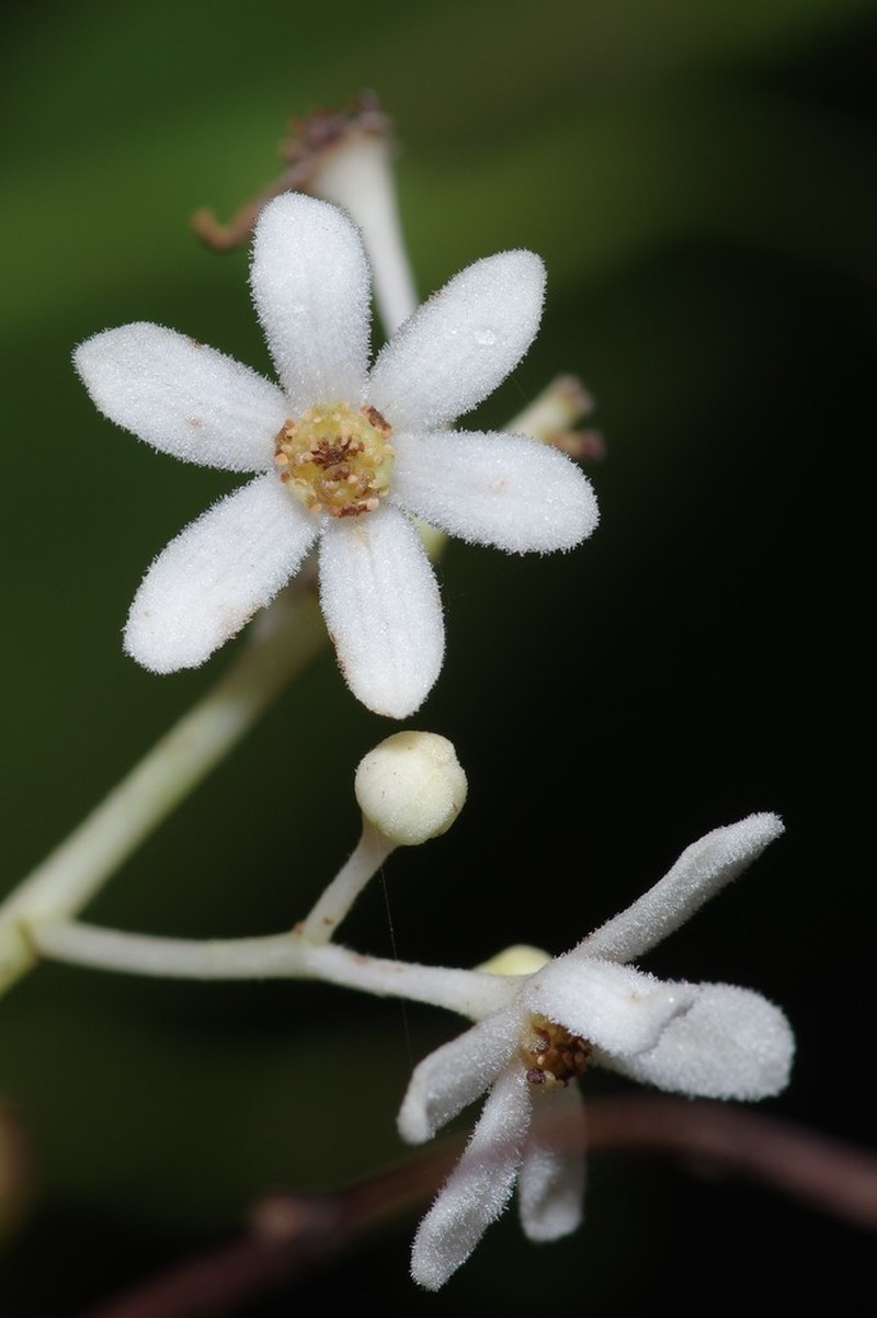 Lancewood photo 4