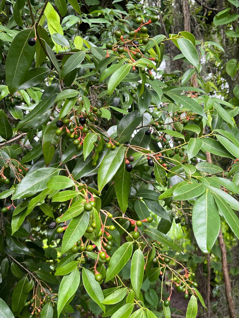 Lancewood photo 5