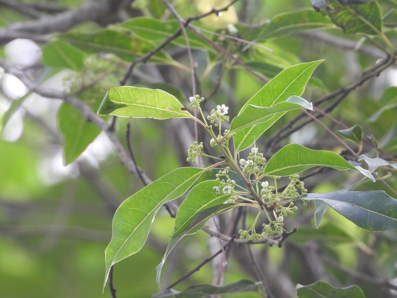 Lancewood photo 6
