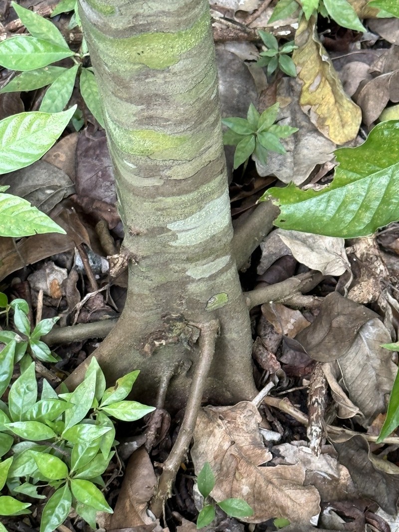 Lancewood photo 7