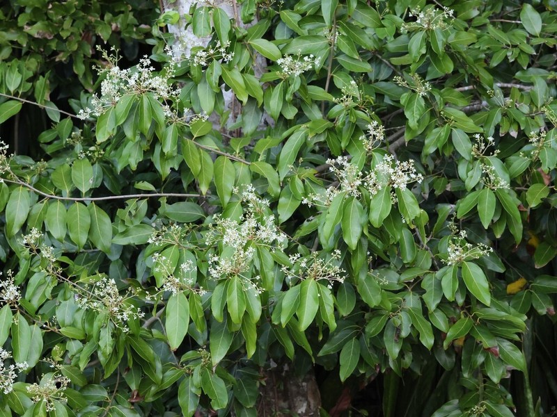 Lancewood photo 8