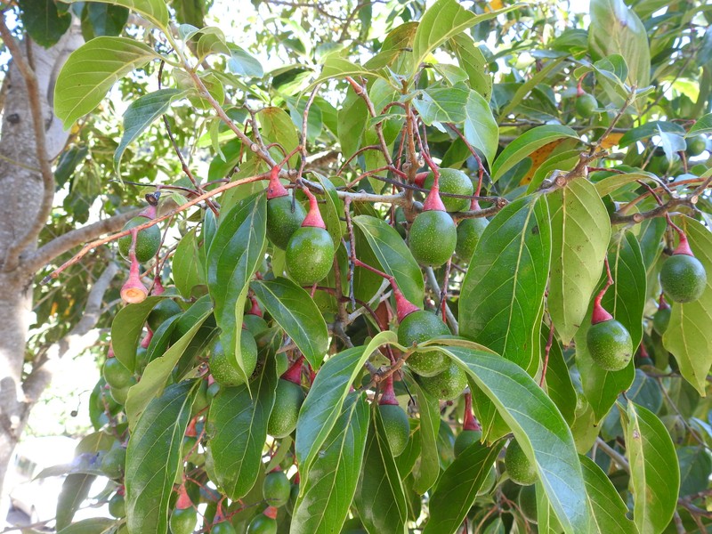 Damburneya cufodontisii photo 2
