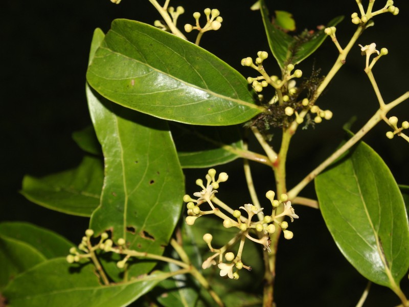 Damburneya cufodontisii photo 4