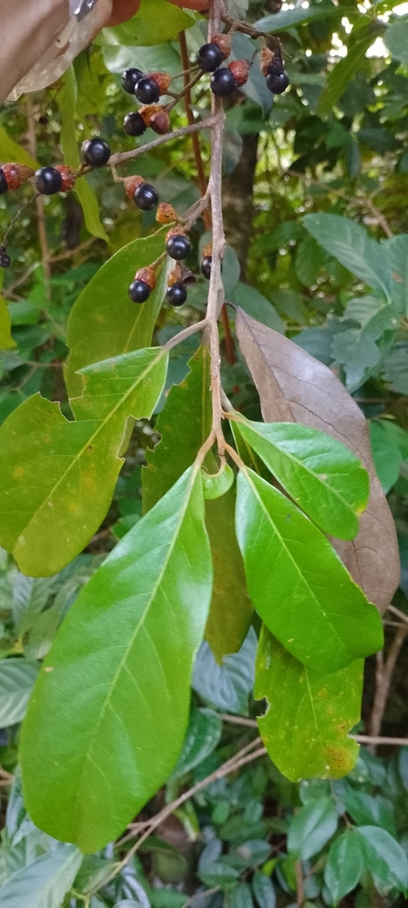 Damburneya guatemalensis