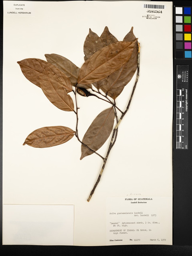 Damburneya guatemalensis photo 2
