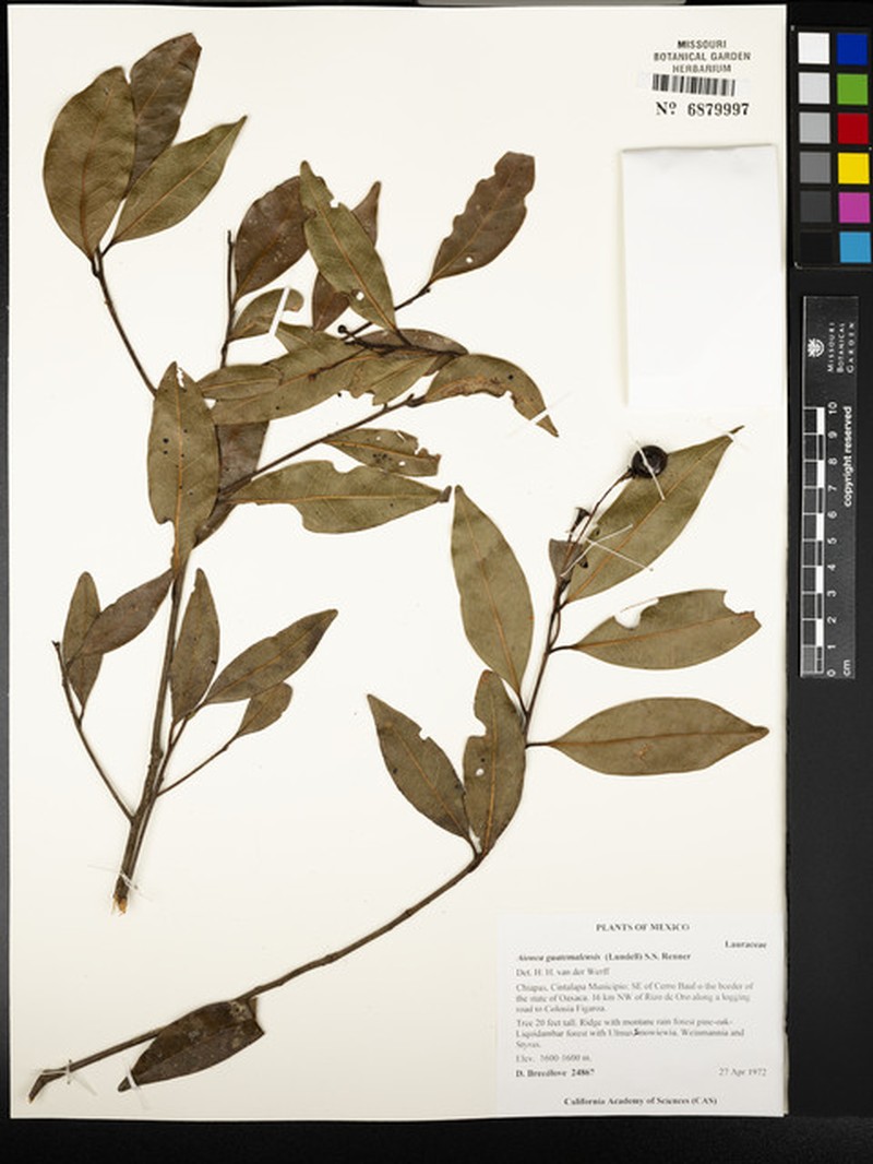 Damburneya guatemalensis photo 3