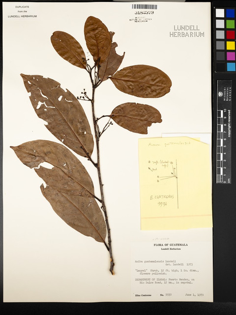 Damburneya guatemalensis photo 4