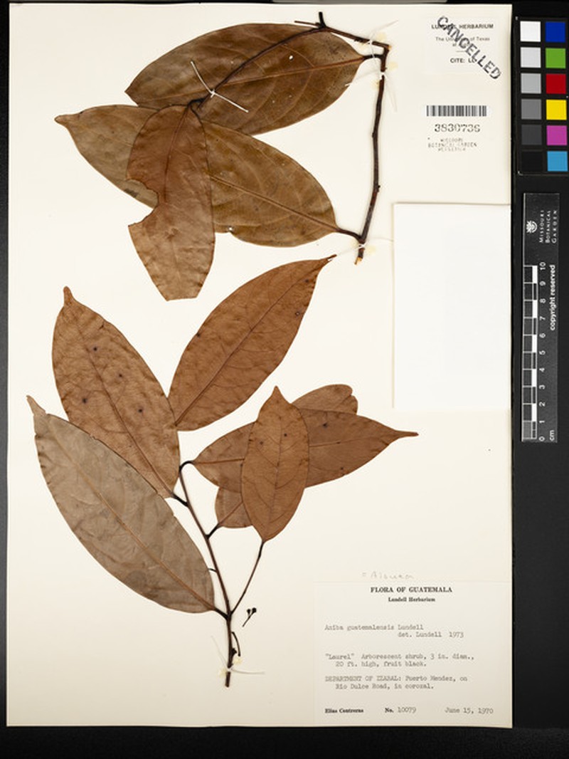 Damburneya guatemalensis photo 5