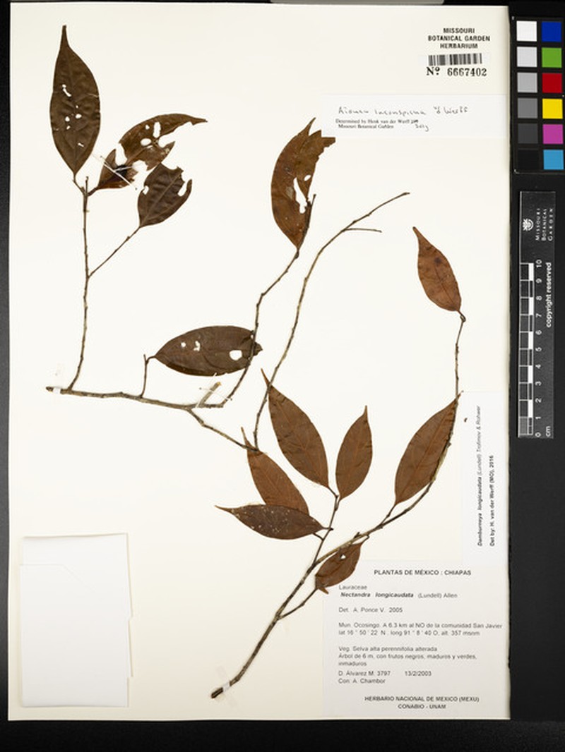 Damburneya inconspicua