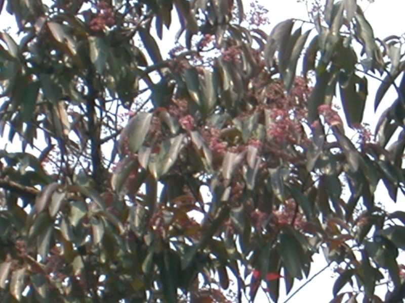 Damburneya leucocome photo 2