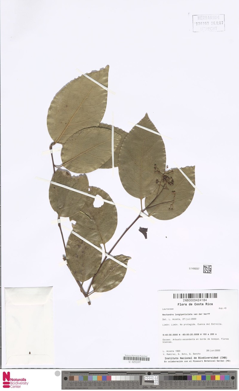 Damburneya longipetiolata photo 2
