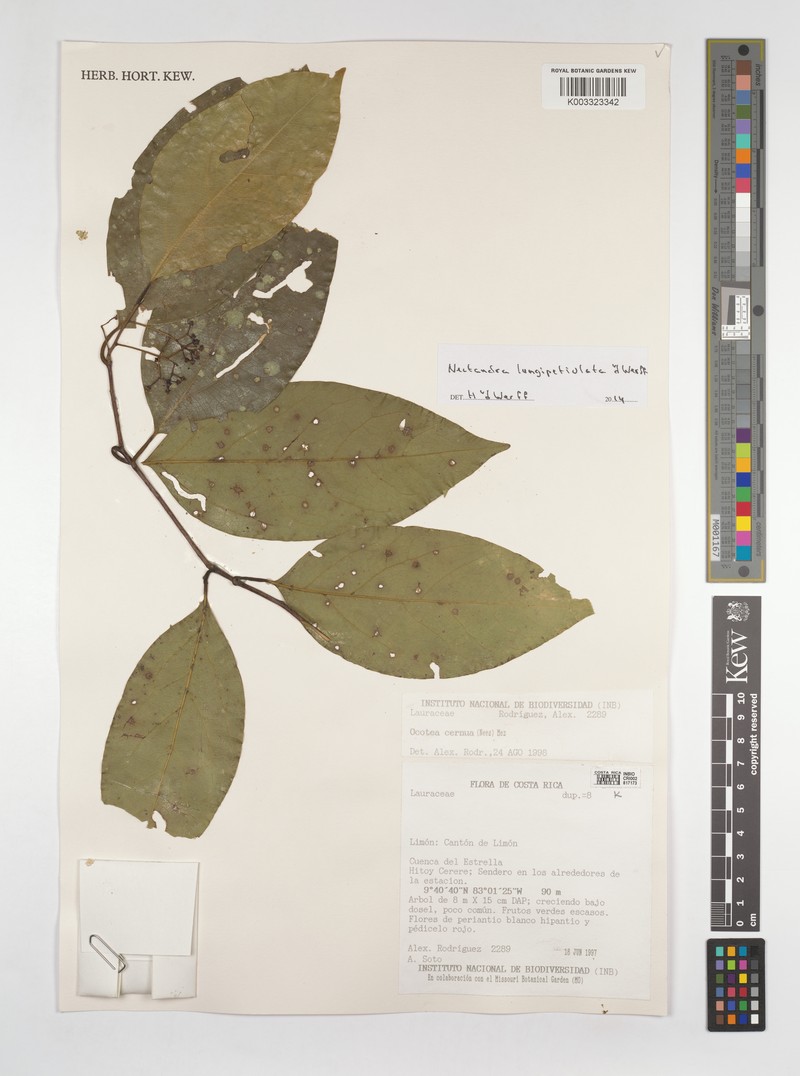 Damburneya longipetiolata photo 3
