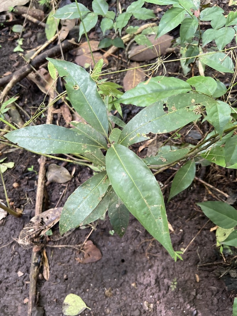 Damburneya martinicensis