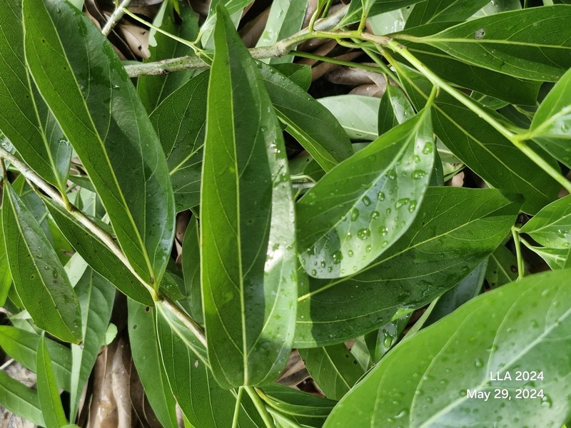 Damburneya martinicensis photo 2