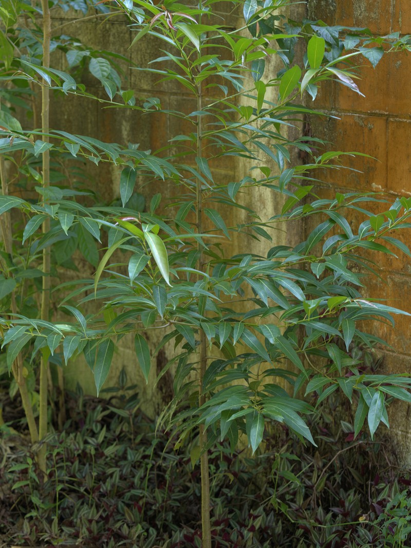 Damburneya martinicensis photo 3
