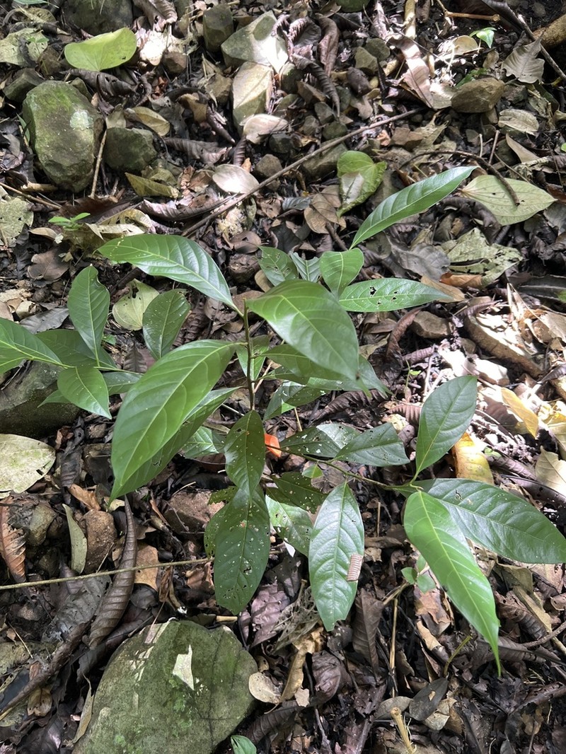 Damburneya martinicensis photo 4