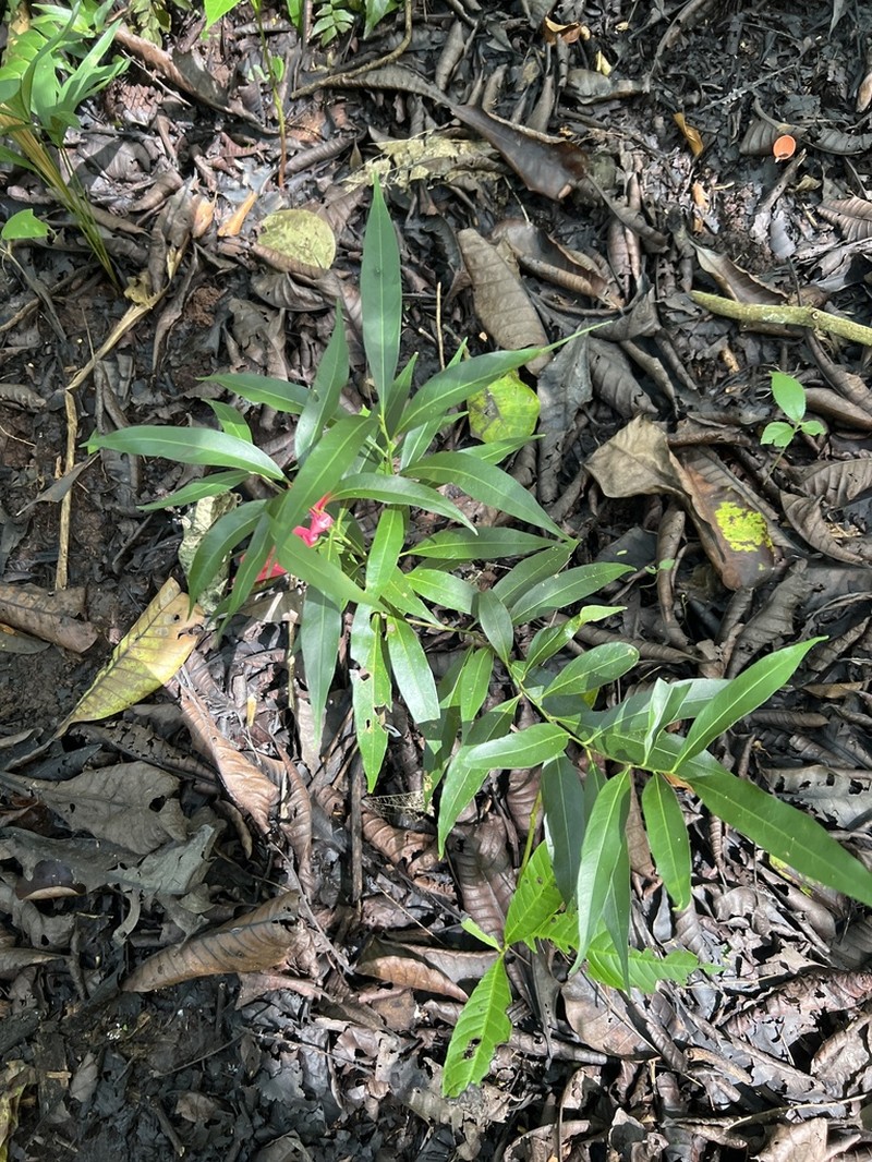 Damburneya martinicensis photo 5