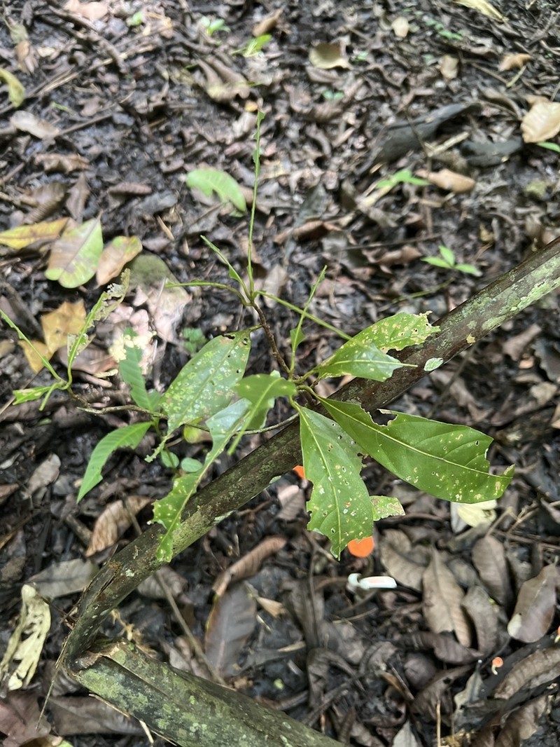 Damburneya martinicensis photo 6