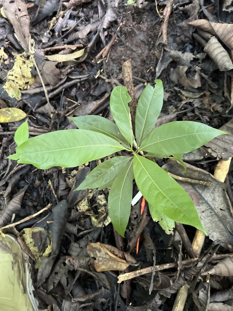 Damburneya martinicensis photo 7