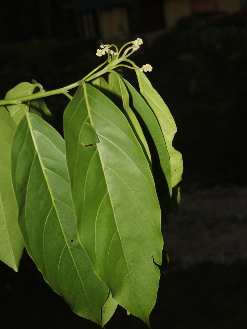 Damburneya martinicensis photo 8