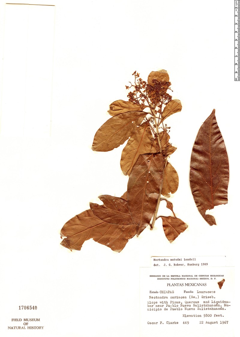 Damburneya matudae
