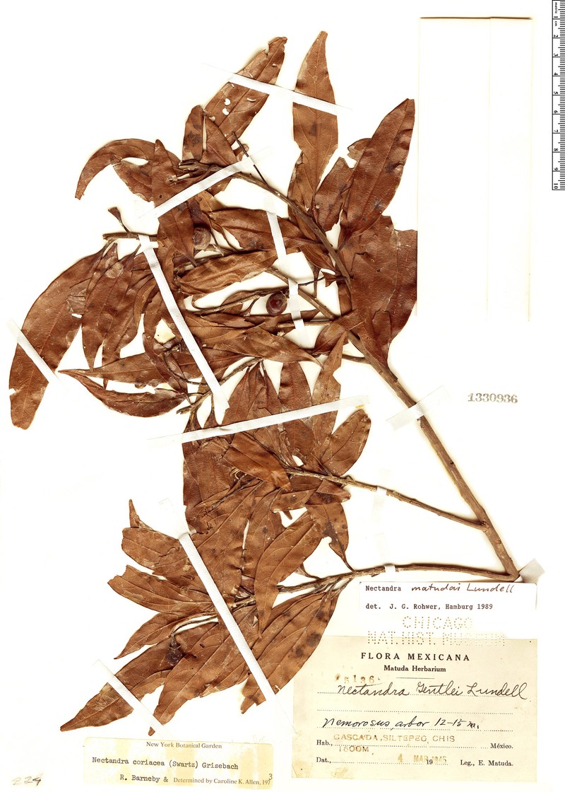 Damburneya matudae photo 2
