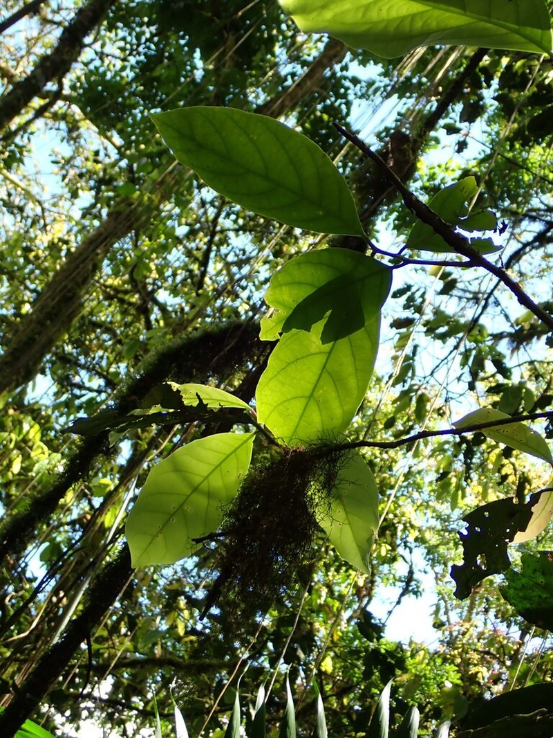 Damburneya mirafloris