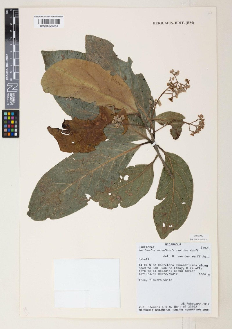 Damburneya mirafloris photo 2