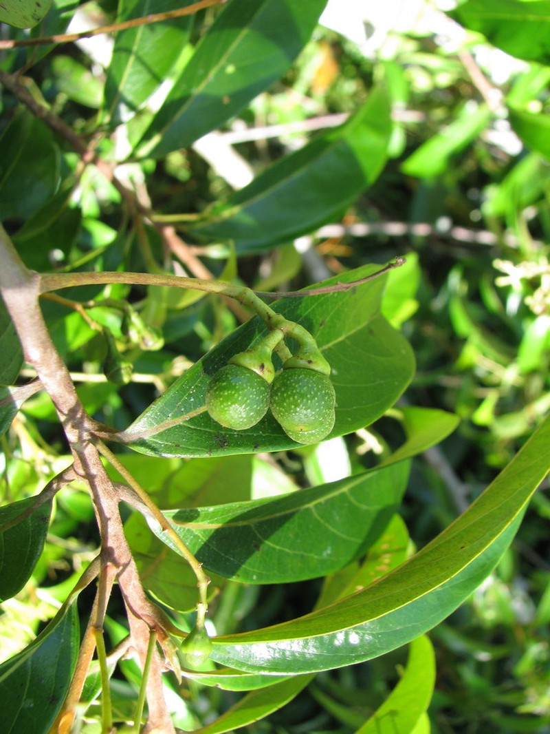 Damburneya nitida