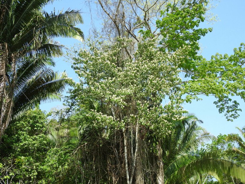 Damburneya nitida photo 2