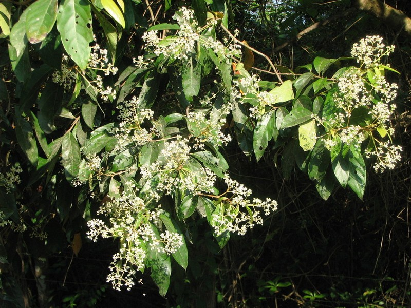 Damburneya nitida photo 3