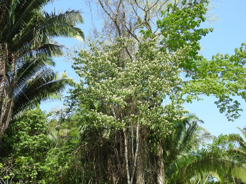 Damburneya nitida photo 4
