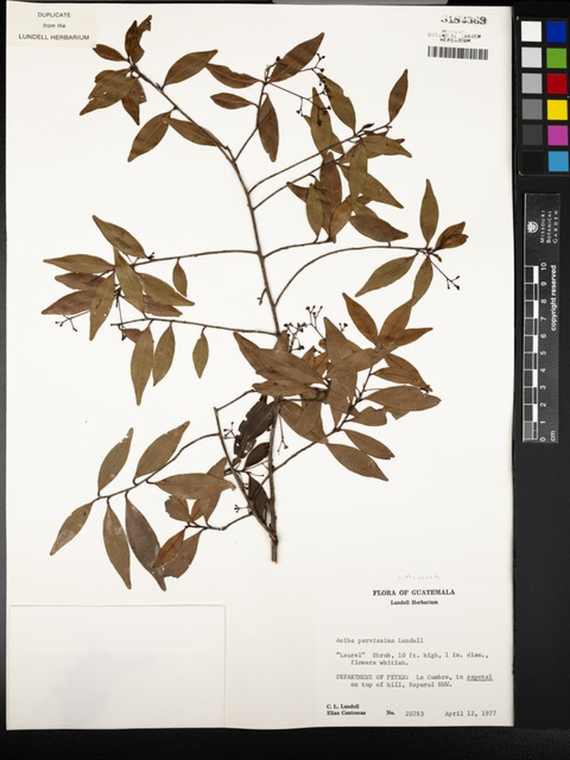 Damburneya parvissima