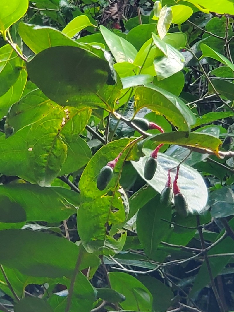 Capberry