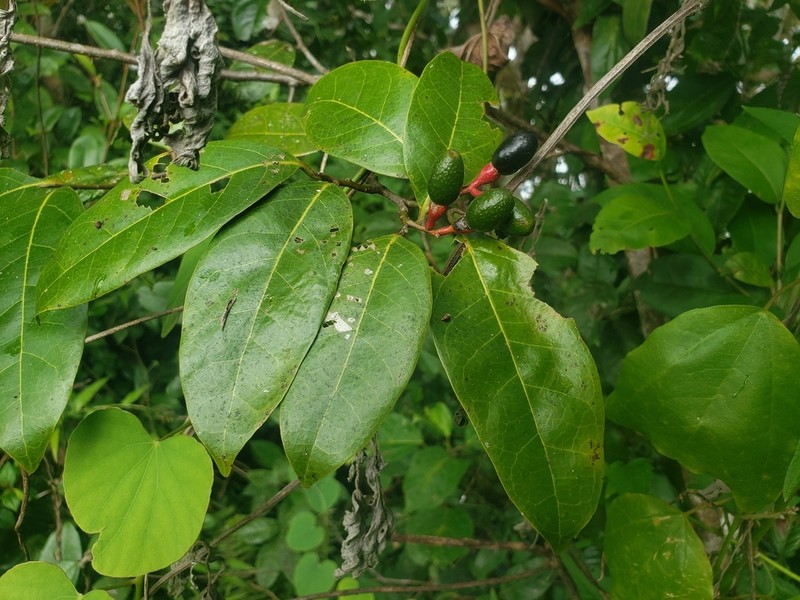 Capberry photo 2