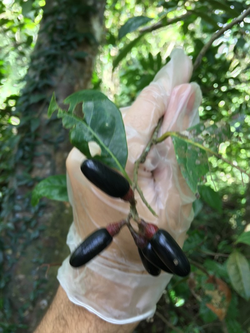 Capberry photo 5