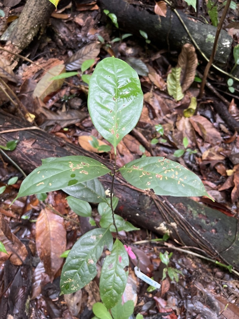 Damburneya purpurea