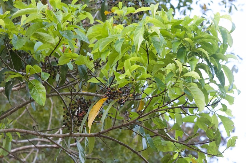 Damburneya purpurea photo 2