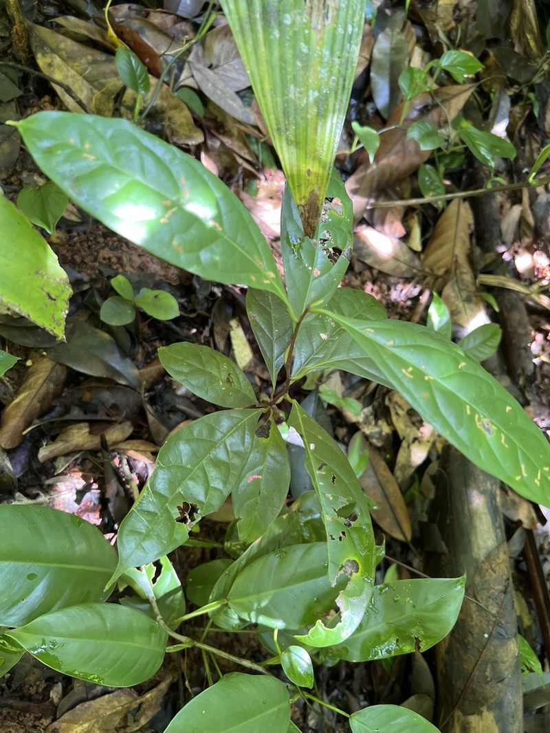 Damburneya purpurea photo 3