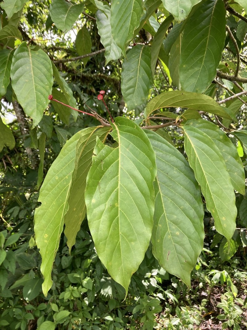 Damburneya purpurea photo 4