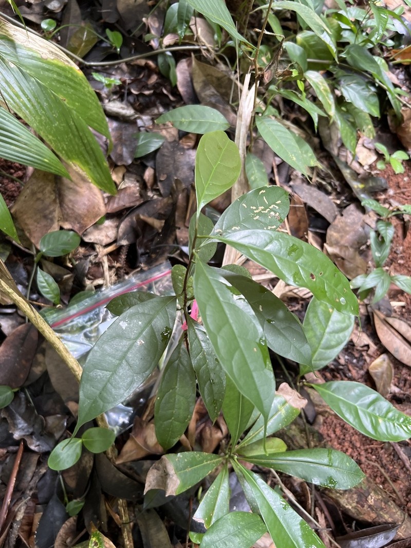Damburneya purpurea photo 5