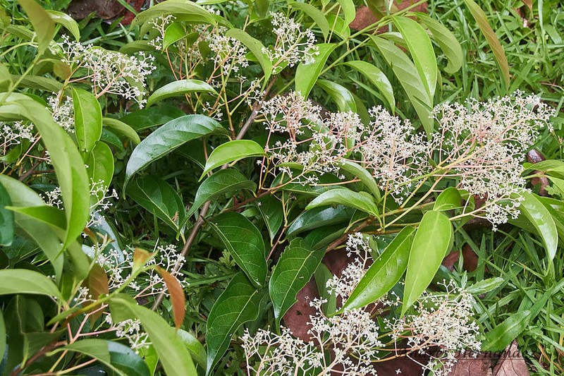 Damburneya purpurea photo 7