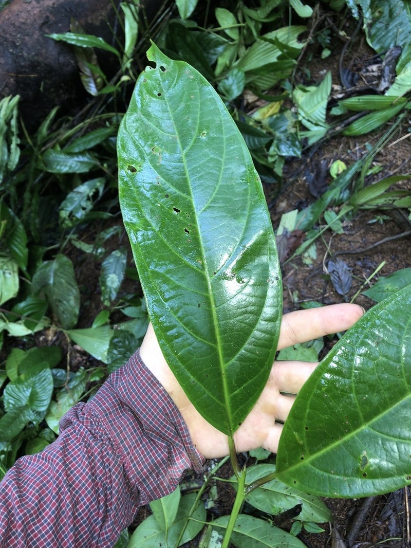 Damburneya purpurea photo 8