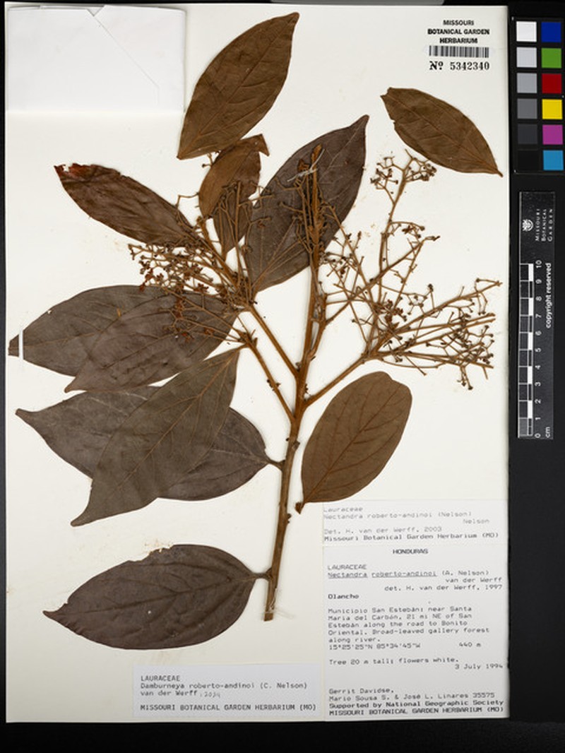 Damburneya roberto-andinoi