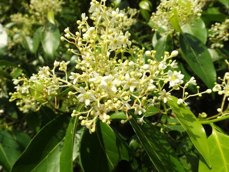 Damburneya salicifolia