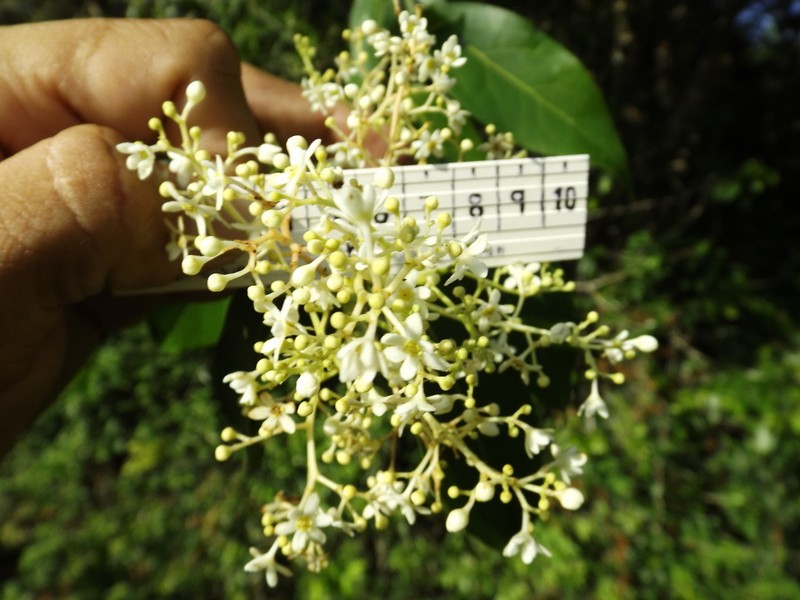 Damburneya salicifolia photo 3