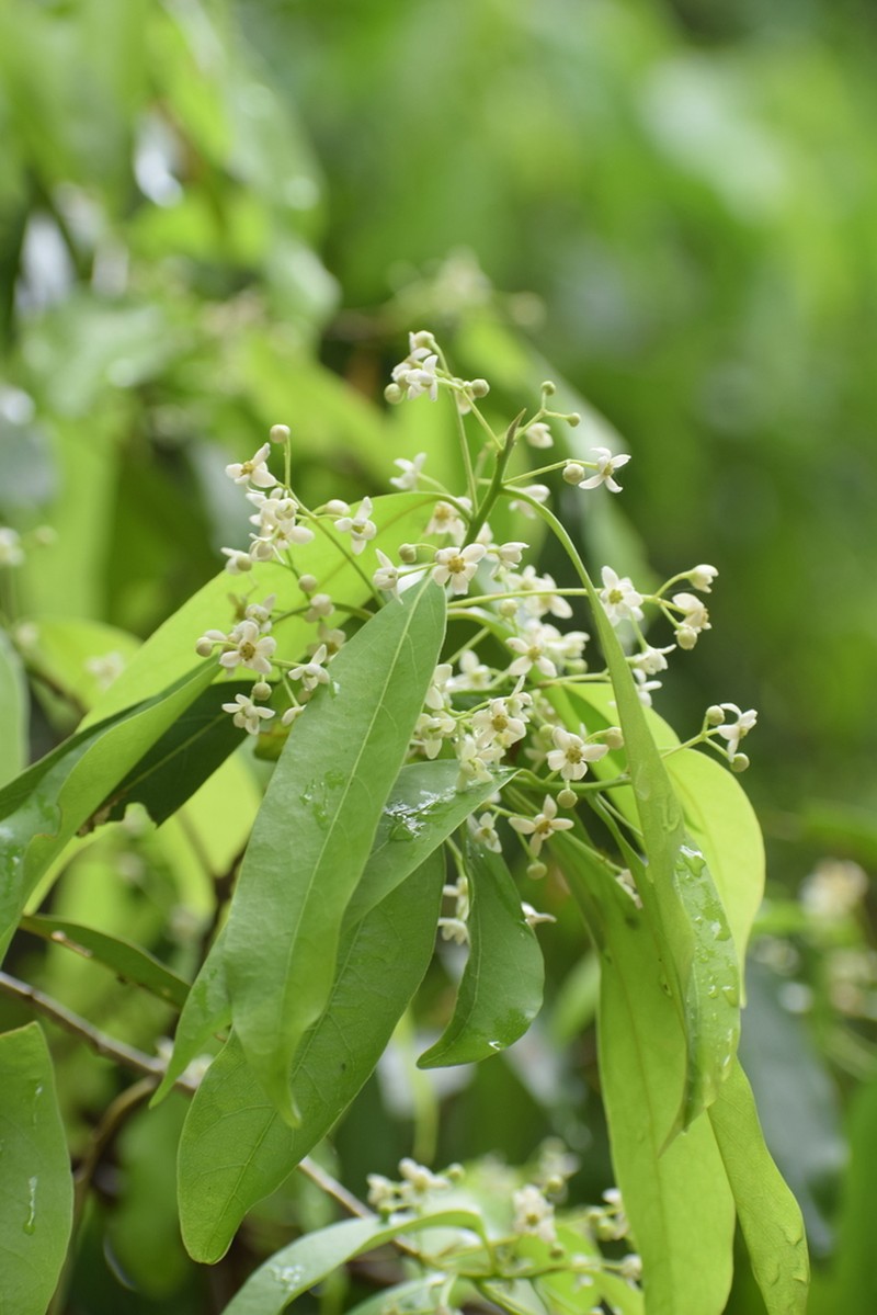 Damburneya salicifolia photo 4