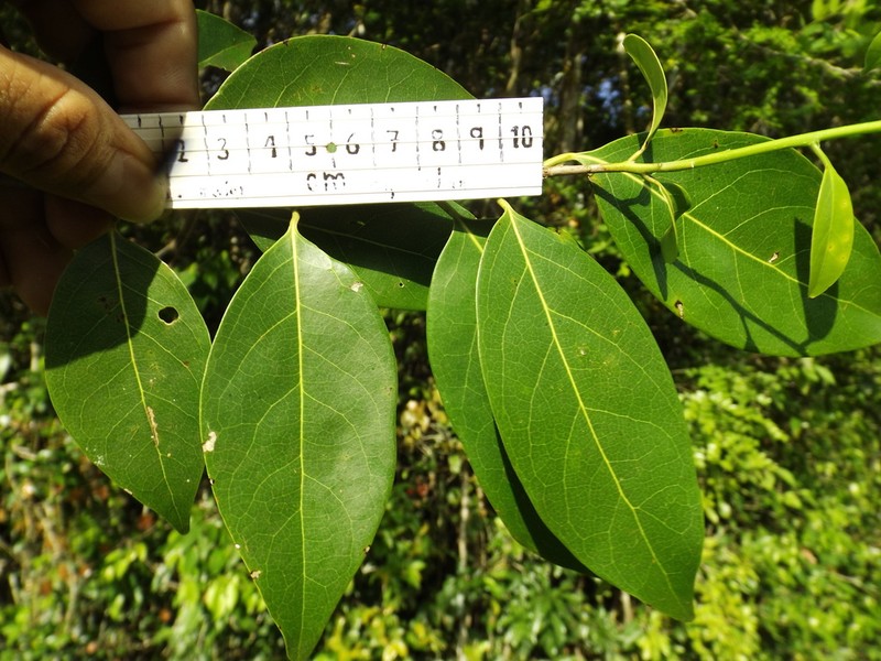 Damburneya salicifolia photo 5