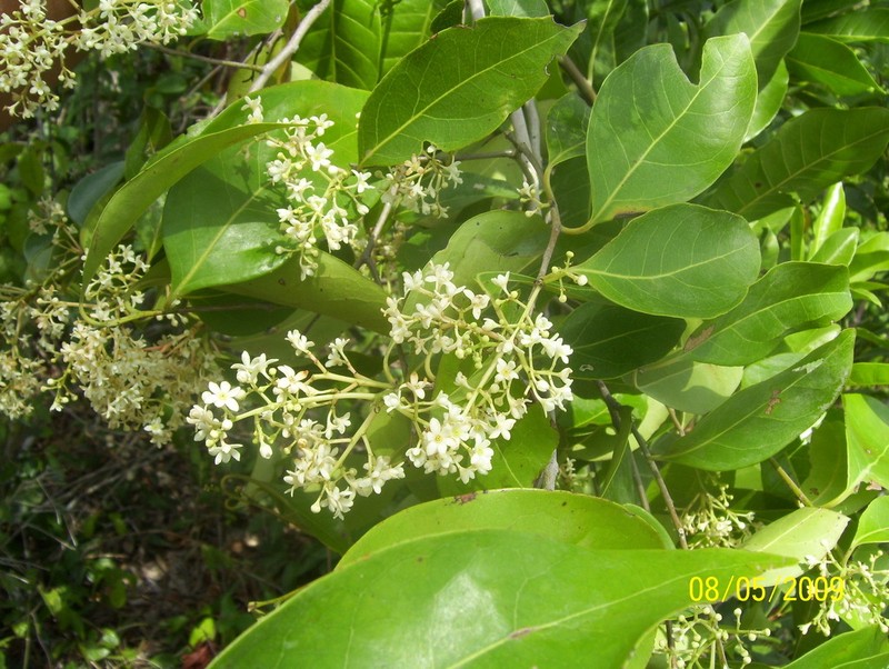 Damburneya salicifolia photo 6