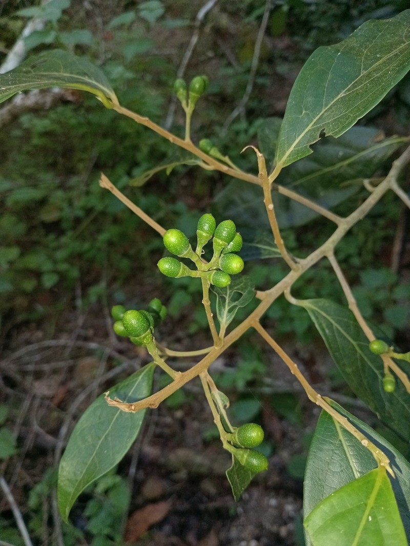 Damburneya salicifolia photo 7